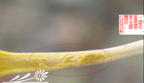 肉锥要如何授粉的方法
