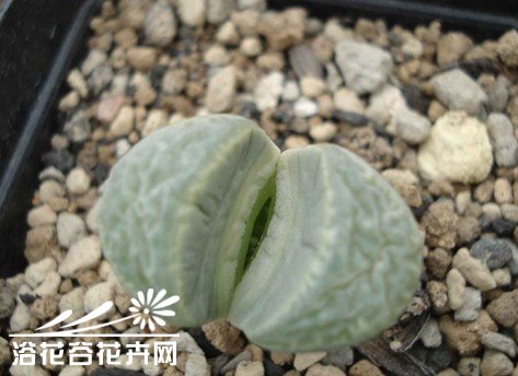 生石花的蜕皮过程与如何断水