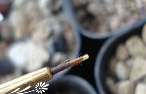 肉锥要如何授粉的方法