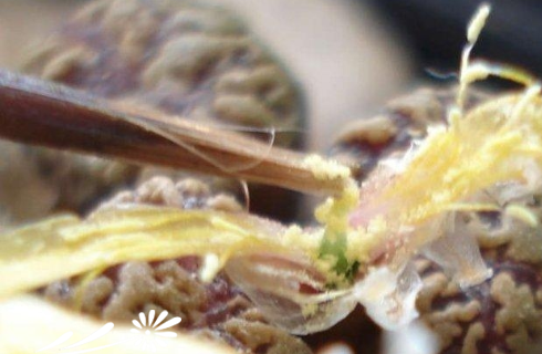 肉锥要如何授粉的方法