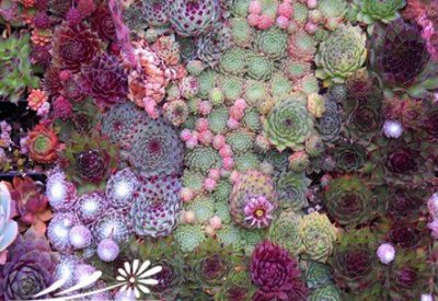 浅谈多肉植物的度夏经验 《多肉植物度夏小经验浅谈》