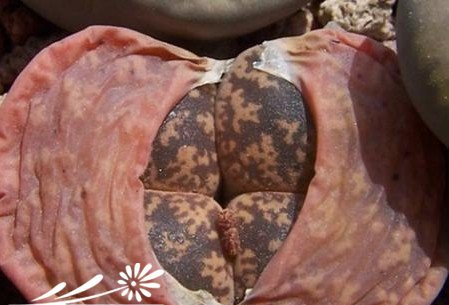 生命的延续“生石花独特生理现象”——蜕皮
