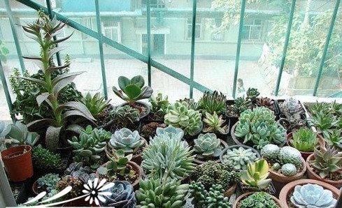 景天科多肉植物的日常养护