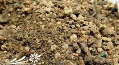 仙人球的移植方法（图） 仙人球移植步骤（附图片）