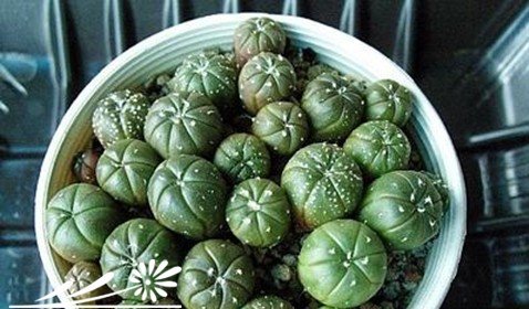 仙人球的移植方法