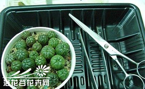 仙人球的移植方法