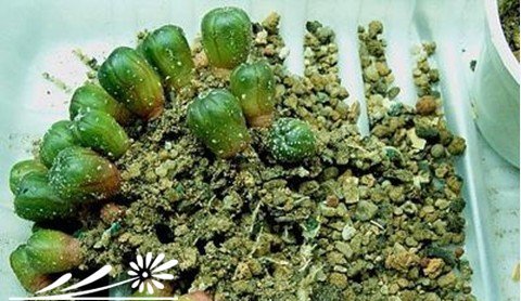 仙人球的移植方法