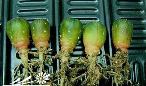 仙人球的移植方法