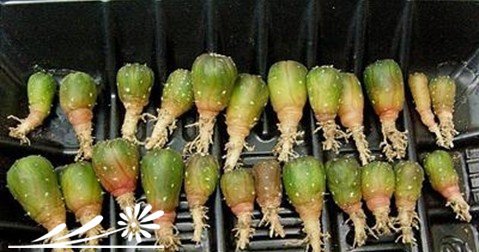 仙人球的移植方法