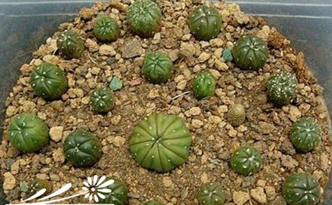 仙人球的移植方法