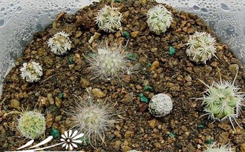仙人球的移植方法