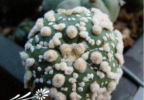 浅谈仙人球落地生根之法