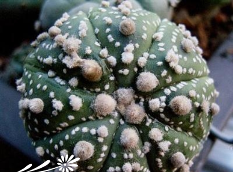 浅谈仙人球落地生根之法