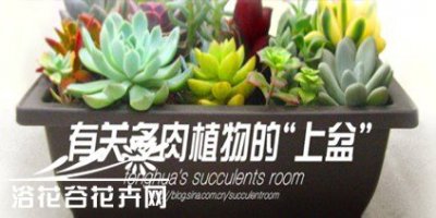 有关多肉植物的“上盆”方法和后期表现