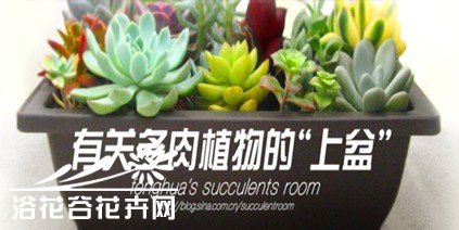 有关多肉植物的“上盆”方法和后期表现