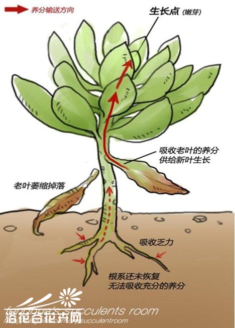 有关多肉植物的“上盆”方法和后期表现