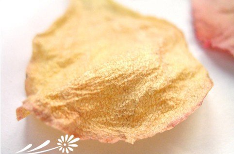 有关多肉植物的“上盆”方法和后期表现