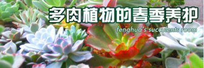 多肉植物的春季养护 《多肉植物春季养护要点》