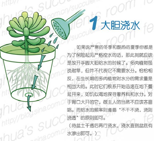 多肉植物的春季养护