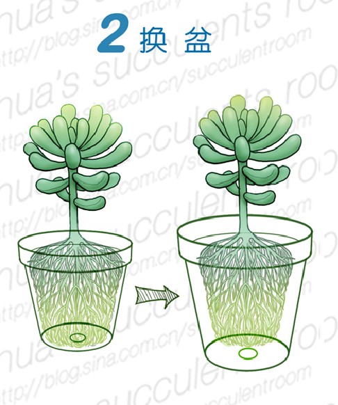 多肉植物的春季养护