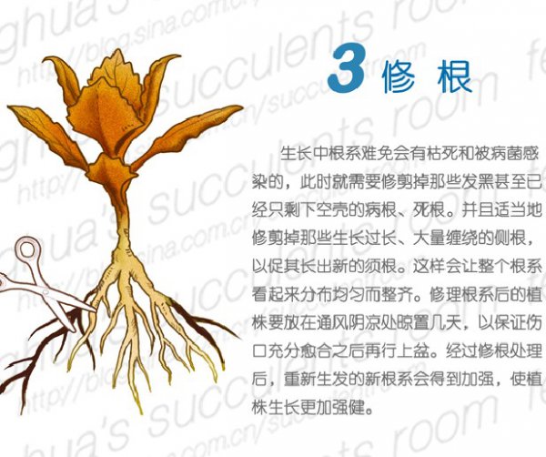 多肉植物的春季养护