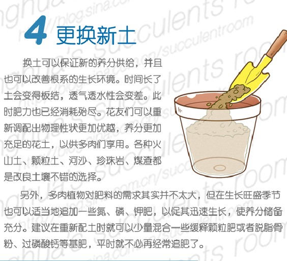 多肉植物的春季养护