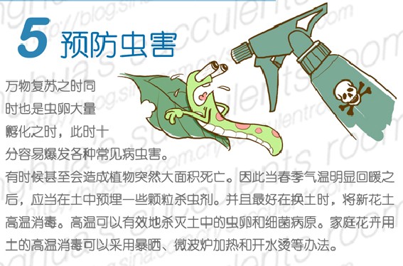 多肉植物的春季养护