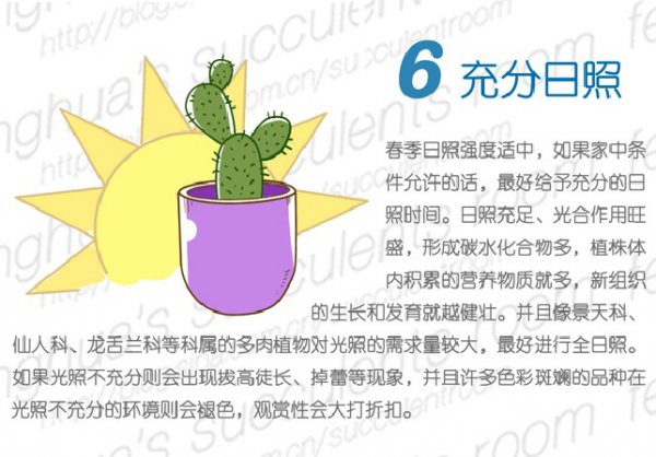 多肉植物的春季养护