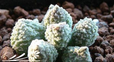 常见景天科多肉植物的分类与养护方法