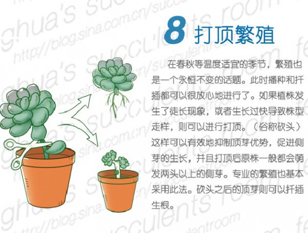 多肉植物的春季养护