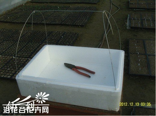 家庭自制多肉植物泡沫盒小暖棚