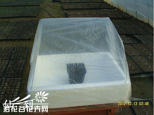 家庭自制多肉植物泡沫盒小暖棚