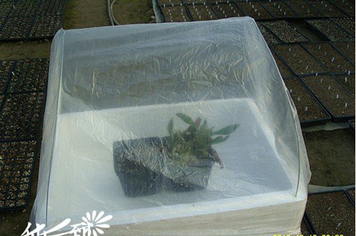 家庭自制多肉植物泡沫盒小暖棚