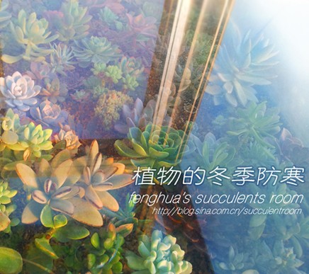 多肉植物的冬季防寒知识