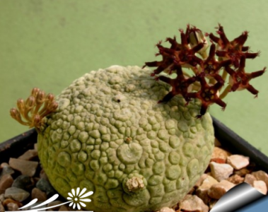 凝蹄玉（Pseudolithos migiurtinus）基本养护