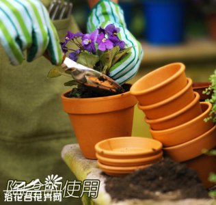 陶器在多肉养植中的使用 《陶器于多肉养植的应用》