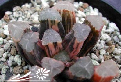 关于多肉植物斑锦的分类 《多肉植物斑锦分类简述》