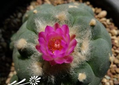 关于赤花乌羽玉认知 《赤花乌羽玉你所应了解的那些事儿》