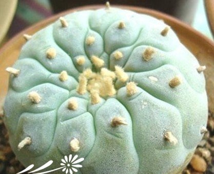 乌羽玉属的品质辨别方法