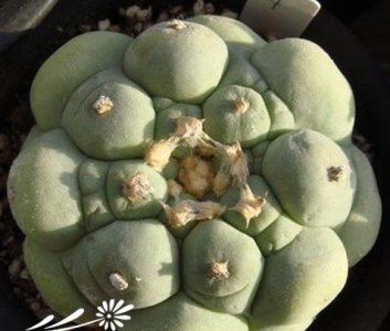 《银冠玉疣及其组成探秘》 关于银冠玉的疣和疣的组成