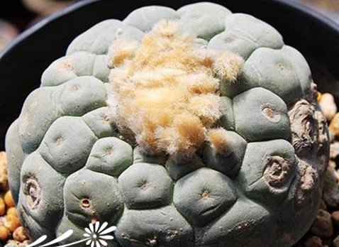 关于银冠玉的疣和疣的组成