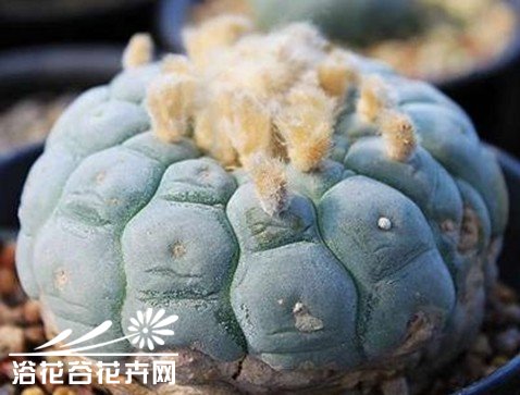 关于银冠玉的疣和疣的组成