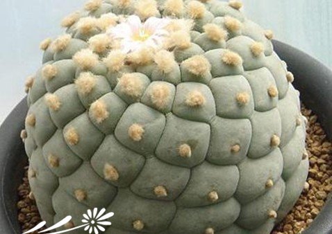 关于银冠玉的疣和疣的组成