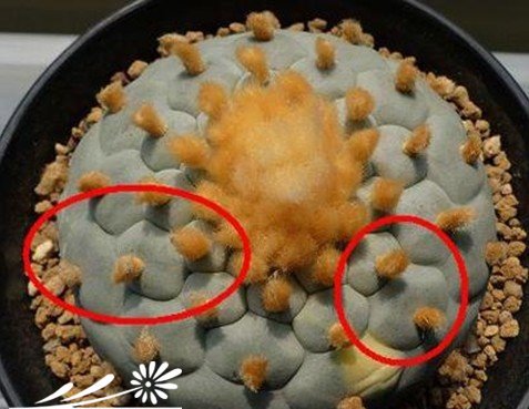 关于银冠玉的疣和疣的组成