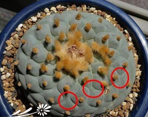 关于银冠玉的疣和疣的组成