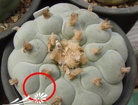 关于银冠玉的疣和疣的组成