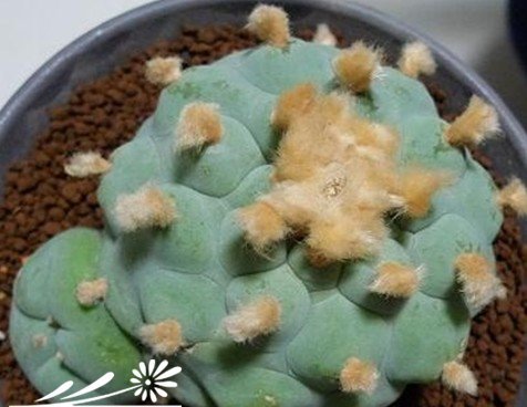 关于银冠玉的疣和疣的组成