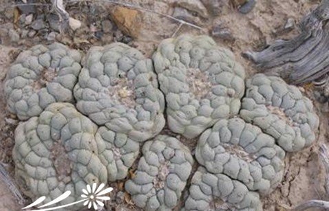 关于银冠玉的疣和疣的组成