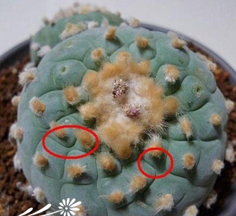 关于银冠玉的疣和疣的组成