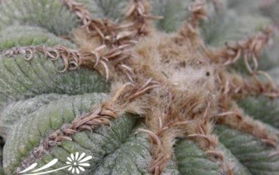 《花笼养护要点浅谈》 浅谈花笼养护里的几个要点